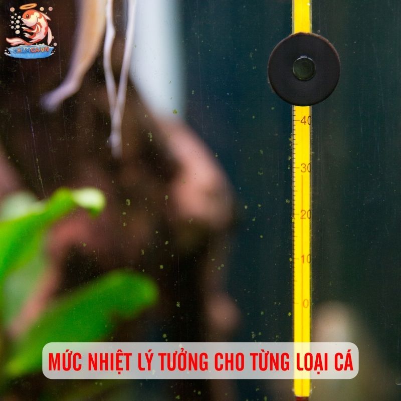 Cân Chỉnh Nhiệt Độ & Oxy Trong Hồ Để Cá Luôn Vui Khoẻ 2 Mức nhiệt lý tưởng cho từng loại cá