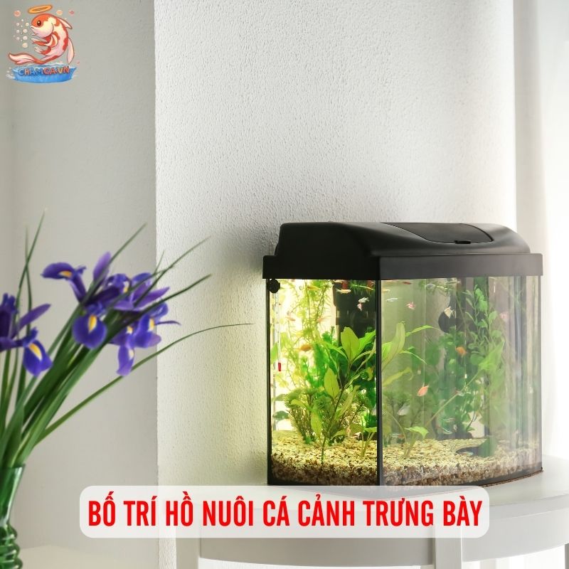 Bí Quyết Giúp Setup Hồ Cá Cảnh Đẹp & Tiết Kiệm Nhất 2 Bố trí hồ nuôi cá cảnh trưng bày