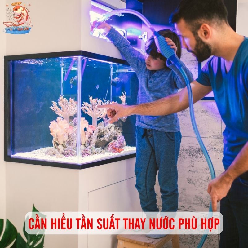 Thay Nước & Vệ Sinh Hồ Đúng Kỹ Thuật Cho Người Mới Nuôi Cá 2 Cần hiểu rõ tần suất thay nước