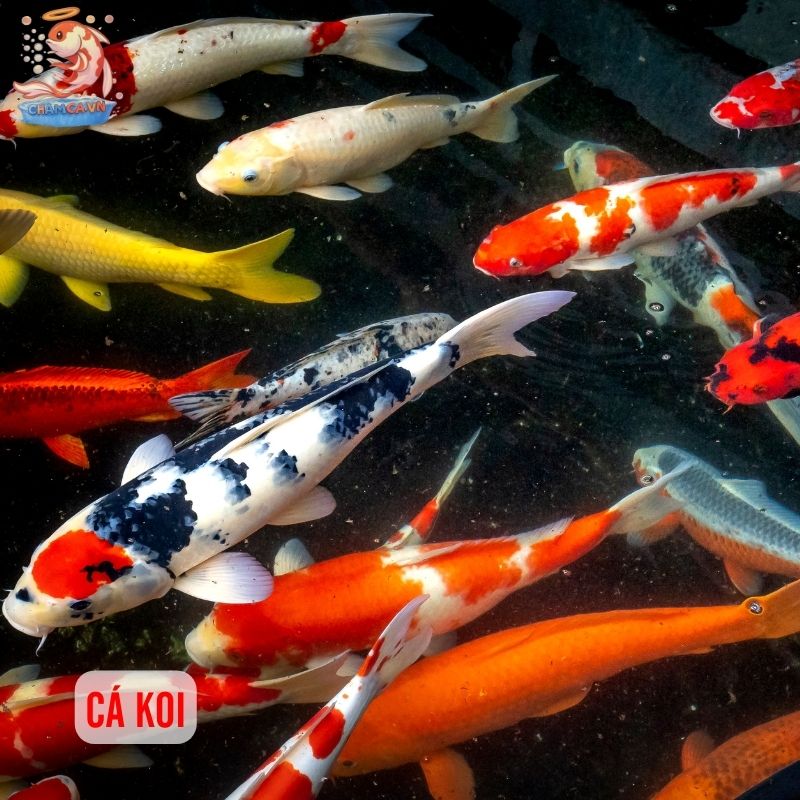 Top 30 Loài Cá Cảnh Phong Thủy Mang Tài Lộc & Bình An Cho Gia Chủ 2 Cá Koi rất được yêu thích vì độ may mắn