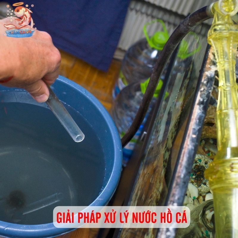 Cách Xử Lý Nước Hồ Cá Chuẩn Chỉnh Nhất Để Cá Sống Khoẻ 2 Có rất nhiều giải pháp xử lý nước hồ cá