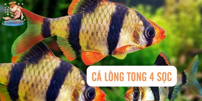 Top 30 Loài Cá Cảnh Bơi Theo Đàn Đẹp Mắt Dành Cho Mọi Loại Hồ 20 Cá Lòng Tong 4 sọc
