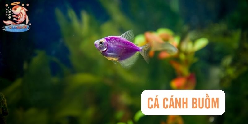 Top 30 Loài Cá Cảnh Dễ Nuôi - Gợi Ý Cho Người Mới Với Hồ Nhỏ 20 Cá Cánh Buồm