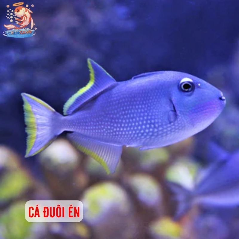 Top 30 Loài Cá Cảnh Phong Thủy Mang Tài Lộc & Bình An Cho Gia Chủ 19 Cá đuôi én