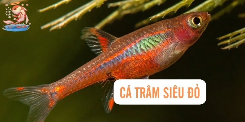 Top 30 Loài Cá Cảnh Bơi Theo Đàn Đẹp Mắt Dành Cho Mọi Loại Hồ 21 Cá Trâm Siêu Đỏ