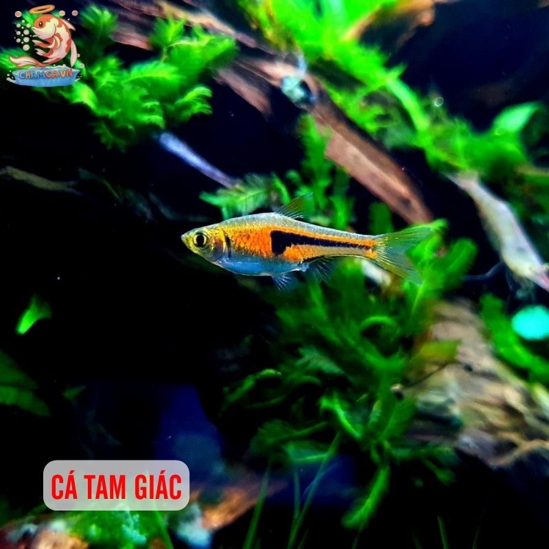 Top 30 Loài Cá Cảnh Phong Thủy Mang Tài Lộc & Bình An Cho Gia Chủ 20 Cá tam giác