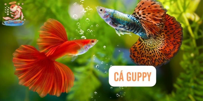 Top 30 Loài Cá Cảnh Bơi Theo Đàn Đẹp Mắt Dành Cho Mọi Loại Hồ 22 Cá Guppy