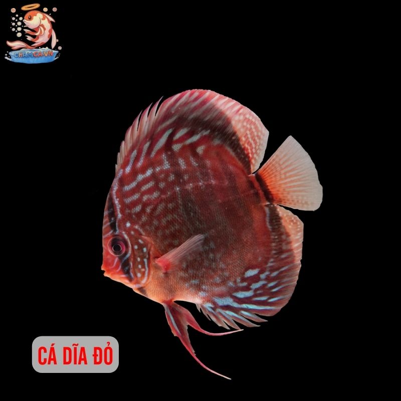 Top 30 Loài Cá Cảnh Phong Thủy Mang Tài Lộc & Bình An Cho Gia Chủ 21 Cá dĩa đỏ