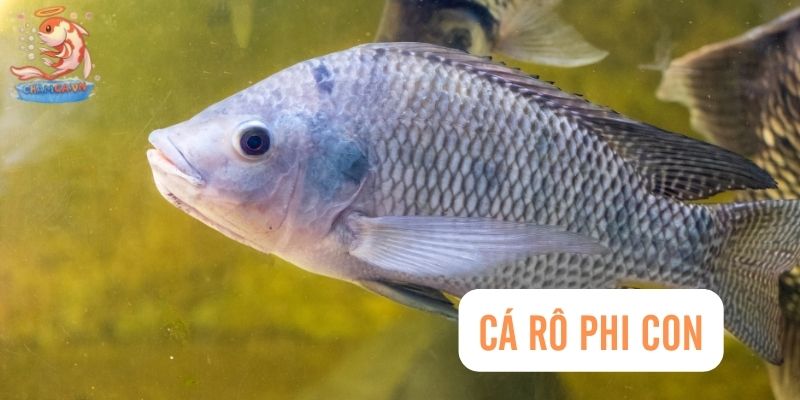 Top 30 Loài Cá Cảnh Dễ Nuôi - Gợi Ý Cho Người Mới Với Hồ Nhỏ 23 Cá rô phi con