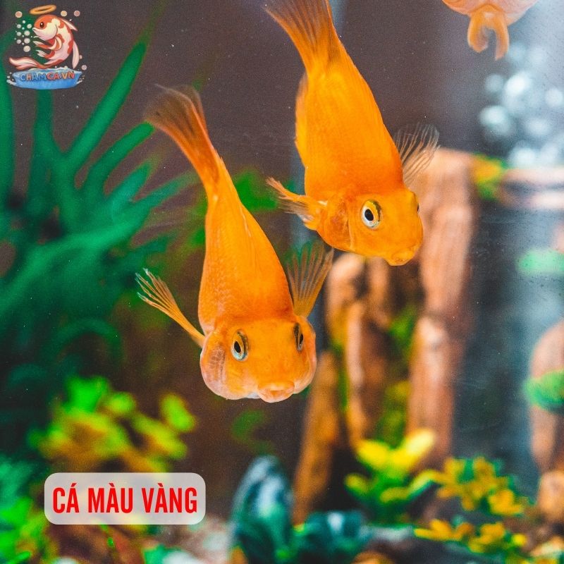 Top 30 Loài Cá Cảnh Phong Thủy Mang Tài Lộc & Bình An Cho Gia Chủ 22 Cá màu vàng
