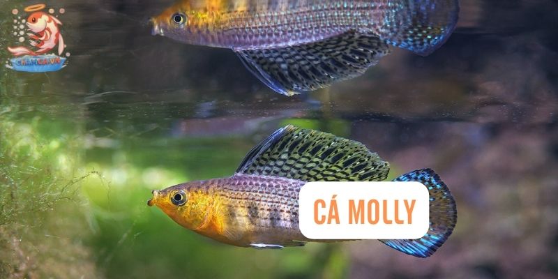 Top 30 Loài Cá Cảnh Bơi Theo Đàn Đẹp Mắt Dành Cho Mọi Loại Hồ 24 Cá Mún