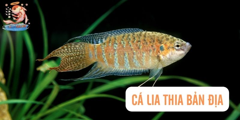 Top 30 Loài Cá Cảnh Dễ Nuôi - Gợi Ý Cho Người Mới Với Hồ Nhỏ 24 Cá lia thia bản địa