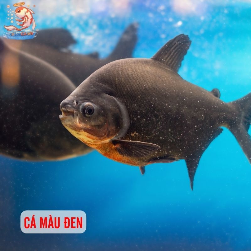 Top 30 Loài Cá Cảnh Phong Thủy Mang Tài Lộc & Bình An Cho Gia Chủ 23 Cá màu đen