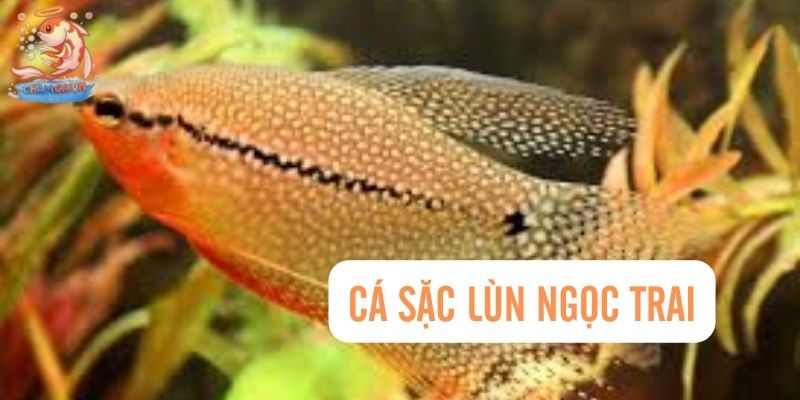 Top 30 Loài Cá Cảnh Bơi Theo Đàn Đẹp Mắt Dành Cho Mọi Loại Hồ 25 Cá Sặc Lùn Ngọc Trai