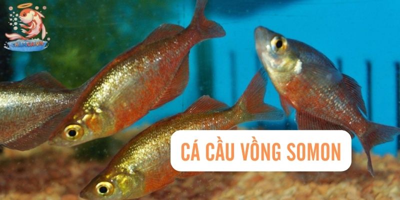 Top 30 Loài Cá Cảnh Bơi Theo Đàn Đẹp Mắt Dành Cho Mọi Loại Hồ 26 Cá cầu vồng Somon Rainbowfish