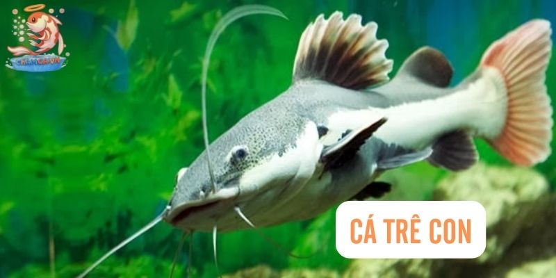 Top 30 Loài Cá Cảnh Dễ Nuôi - Gợi Ý Cho Người Mới Với Hồ Nhỏ 26 Cá trê con