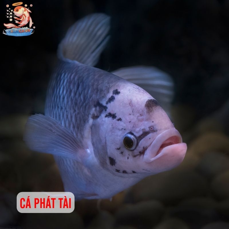 Top 30 Loài Cá Cảnh Phong Thủy Mang Tài Lộc & Bình An Cho Gia Chủ 25 Cá phát tài