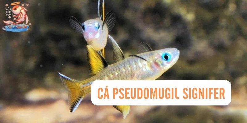 Top 30 Loài Cá Cảnh Bơi Theo Đàn Đẹp Mắt Dành Cho Mọi Loại Hồ 27 Cá Pseudomugil Signifer