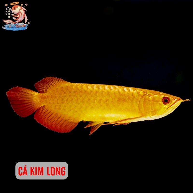 Top 30 Loài Cá Cảnh Phong Thủy Mang Tài Lộc & Bình An Cho Gia Chủ 26 Cá kim long