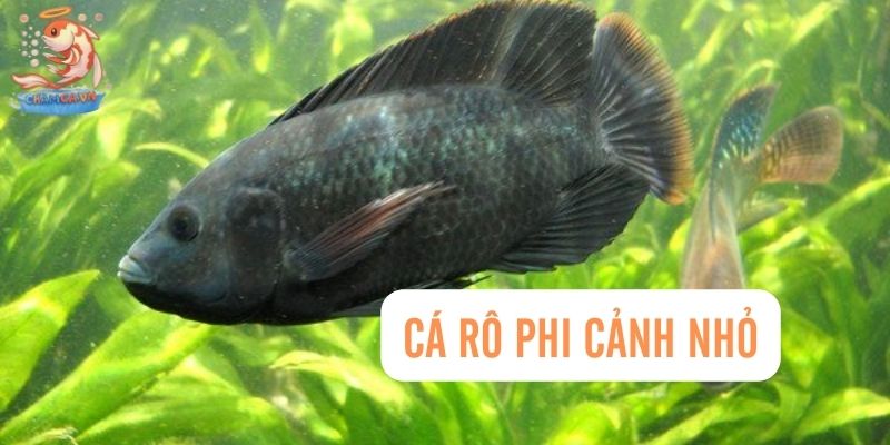 Top 30 Loài Cá Cảnh Bơi Theo Đàn Đẹp Mắt Dành Cho Mọi Loại Hồ 28 Rô phi cảnh nhỏ