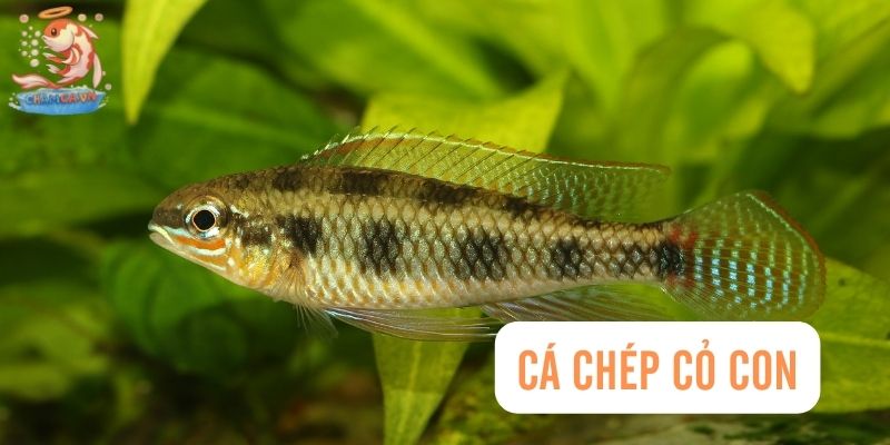 Top 30 Loài Cá Cảnh Dễ Nuôi - Gợi Ý Cho Người Mới Với Hồ Nhỏ 28 Cá chép cỏ con