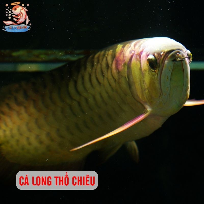 Top 30 Loài Cá Cảnh Phong Thủy Mang Tài Lộc & Bình An Cho Gia Chủ 27 Cá long thổ chiêu