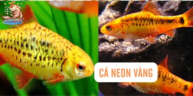 Top 30 Loài Cá Cảnh Bơi Theo Đàn Đẹp Mắt Dành Cho Mọi Loại Hồ 29 Cá Neon Vàng