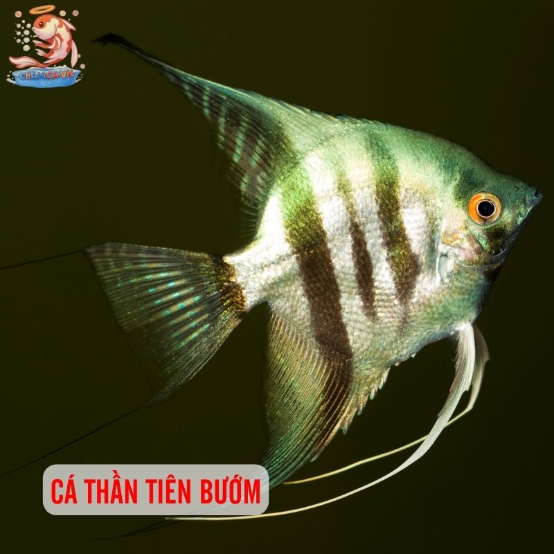 Top 30 Loài Cá Cảnh Phong Thủy Mang Tài Lộc & Bình An Cho Gia Chủ 29 Cá thần tiên bướm