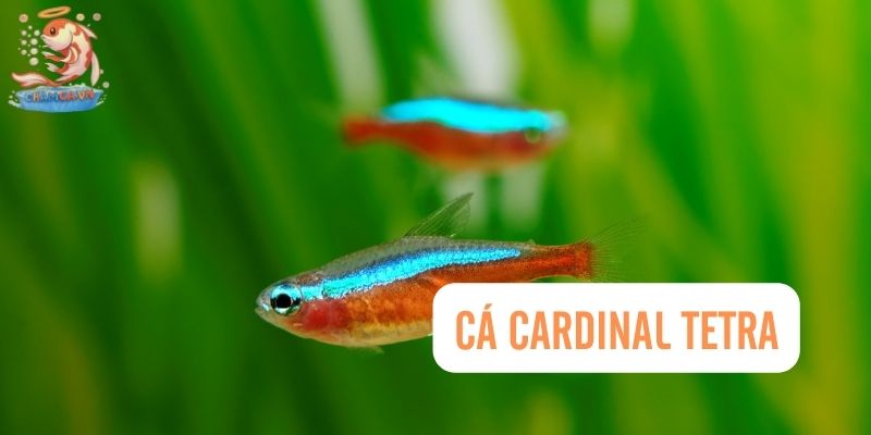 Top 30 Loài Cá Cảnh Bơi Theo Đàn Đẹp Mắt Dành Cho Mọi Loại Hồ 3 Cá Cardinal Tetra