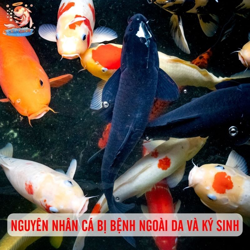 Bệnh Ngoài Da & Ký Sinh Ở Cá Cảnh: Nhận Biết & Xử Lý Triệt Để 3 Nguyên nhân khiến cá mắc bệnh ngoài da & ký sinh
