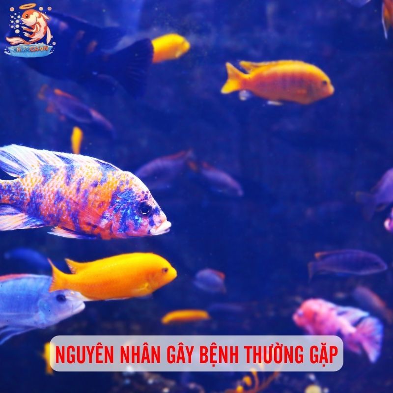 Nhận Biết & Phòng Trị Bệnh Nội Tạng, Vi Khuẩn Ở Cá Cảnh 3 Nguyên nhân khiến cá mắc bệnh nội tạng và vi khuẩn