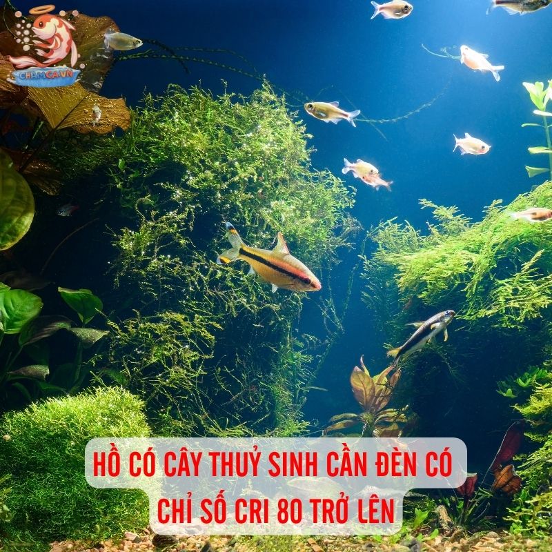 Cách Chọn Đèn LED Cho Hồ Cá Chuẩn Để Cá Lên Màu Đẹp & Khoẻ 3 Chỉ số CRI cần đạt 80 trở lên với hồ có cây thuỷ sinh