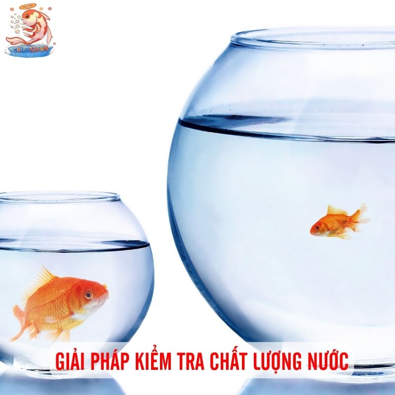 Chọn Nước Cho Hồ Cá Chuẩn Để Cá Phát Triển Tốt Nhất 3 Giải pháp kiểm tra & xử lý nước trước khi nuôi cá