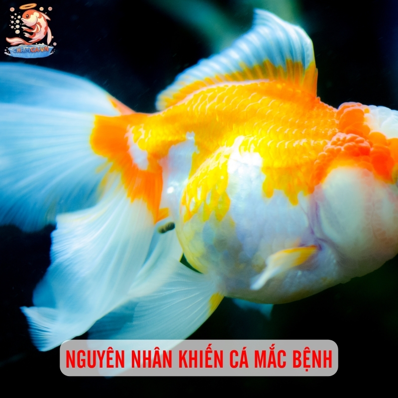 Dấu Hiệu Cá Bị Bệnh & Cách Xử Lý Hiệu Quả Cho Người Nuôi 3 Nguyên nhân khiến cá mắc bệnh