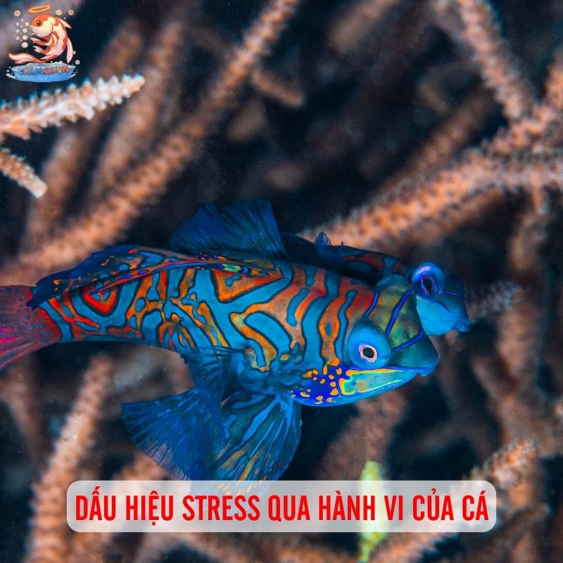 Dấu Hiệu Stress Ở Cá Cảnh - Cách Nhận Biết Và Xử Lý Kịp Thời 3 Dấu hiệu stress qua hành vi