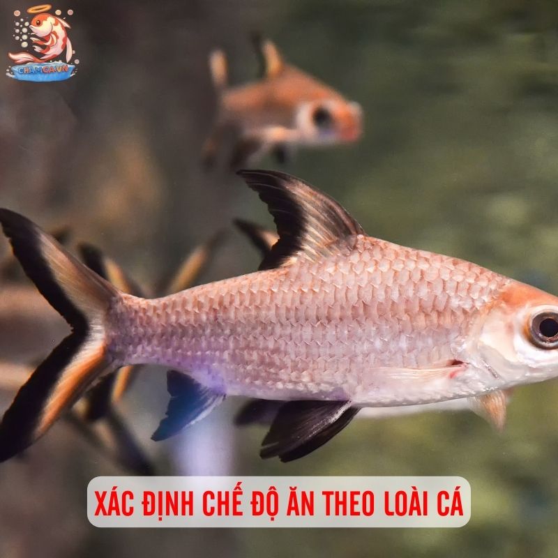 Dinh Dưỡng Cho Cá Cảnh Chuẩn Khoa Học Để Cá Luôn Khoẻ 3 Xác định chế độ ăn theo loài cá