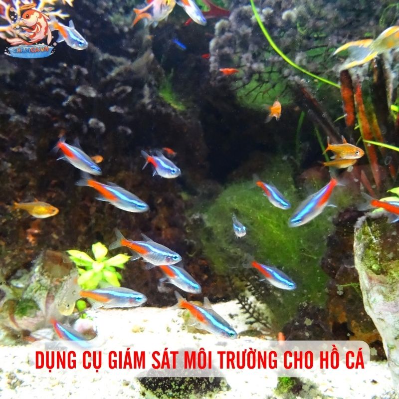 Môi Trường Ổn Định - Yếu Tố Sống Còn Cho Cá Cảnh Khỏe Mạnh 3 Dụng cụ đo và giám sát môi trường