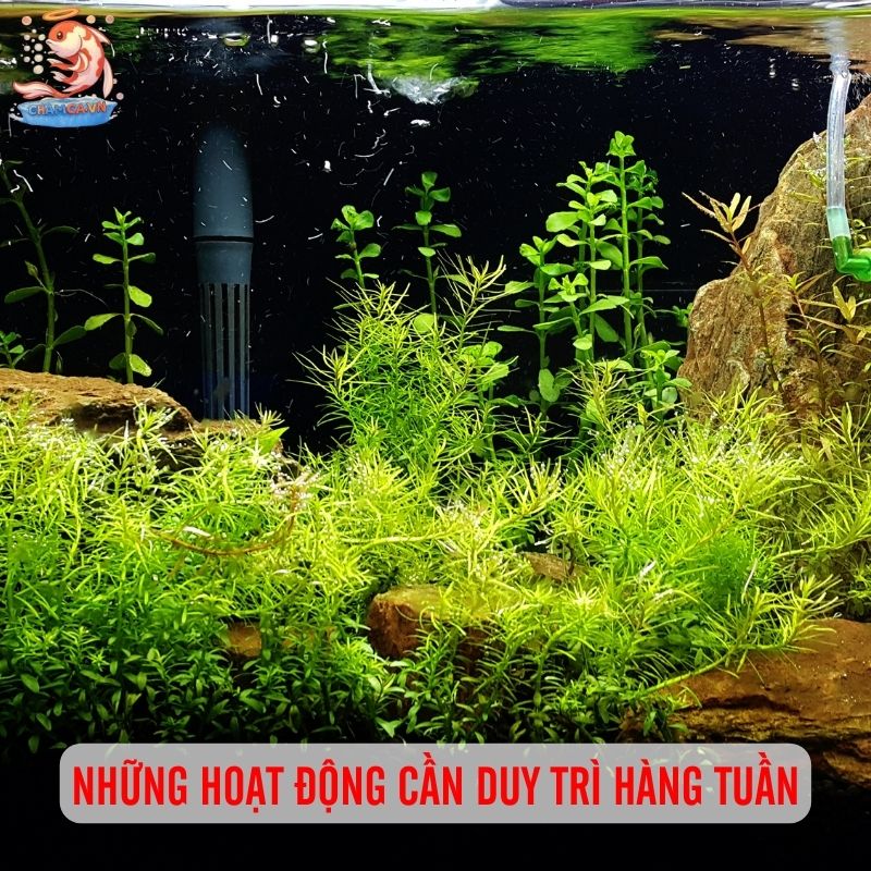 Hướng Dẫn Lịch Trình Chăm Sóc Hồ Cá Từ A–Z Cho Người Nuôi Mới 3 Những hoạt động cần duy trì hàng tuần