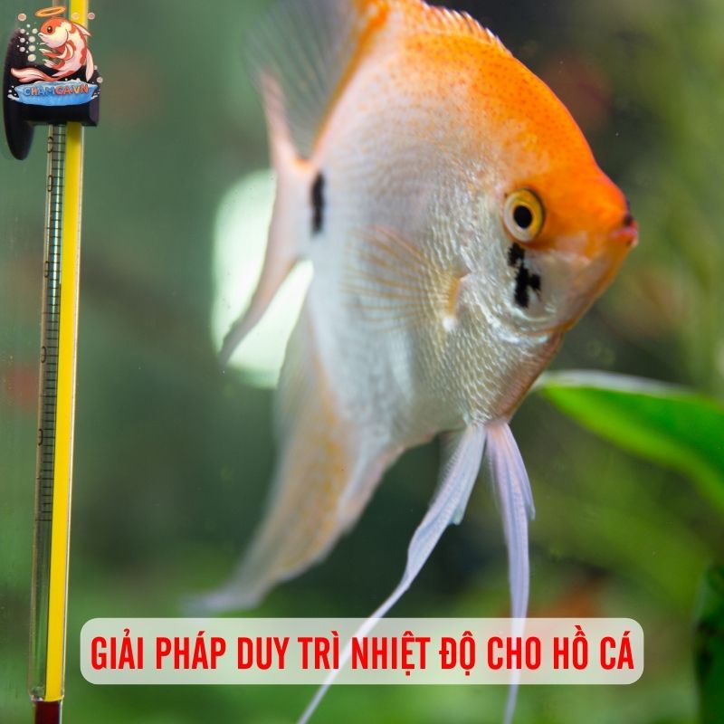 Cân Chỉnh Nhiệt Độ & Oxy Trong Hồ Để Cá Luôn Vui Khoẻ 3 Giải pháp duy trì nhiệt độ cho hồ cá