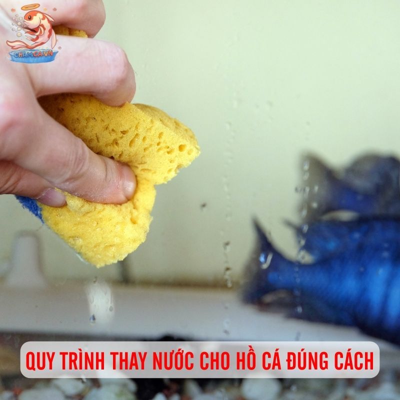 Thay Nước & Vệ Sinh Hồ Đúng Kỹ Thuật Cho Người Mới Nuôi Cá 3 Quy trình thay nước đúng cách