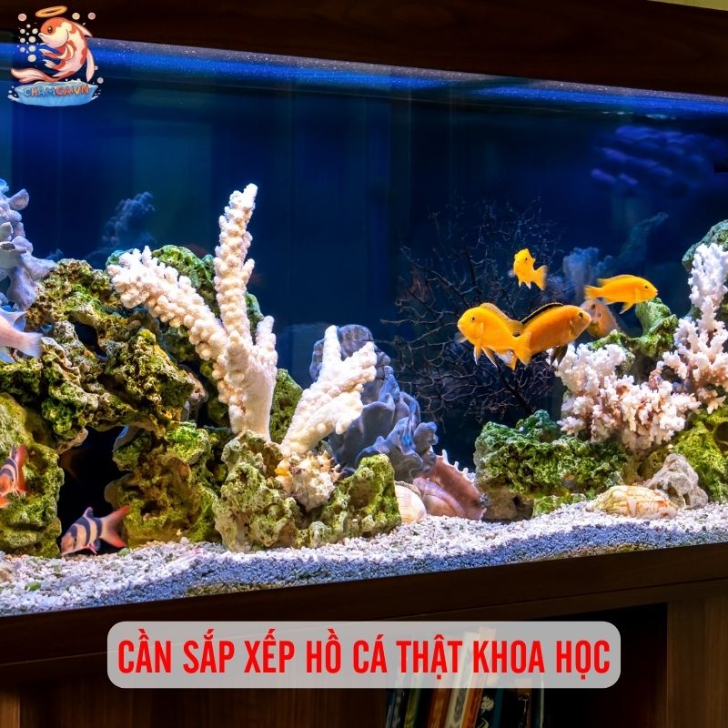 Bí Kíp Có 1-0-2 Để Trang Trí Hồ Cá Đẹp & Dễ Vệ Sinh Nhất 3 Sắp xếp hồ cá khoa học