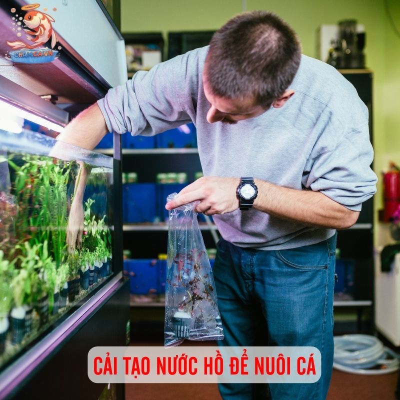 Cách Xử Lý Nước Hồ Cá Chuẩn Chỉnh Nhất Để Cá Sống Khoẻ 3 Cần cải tạo nước trước khi nuôi cá