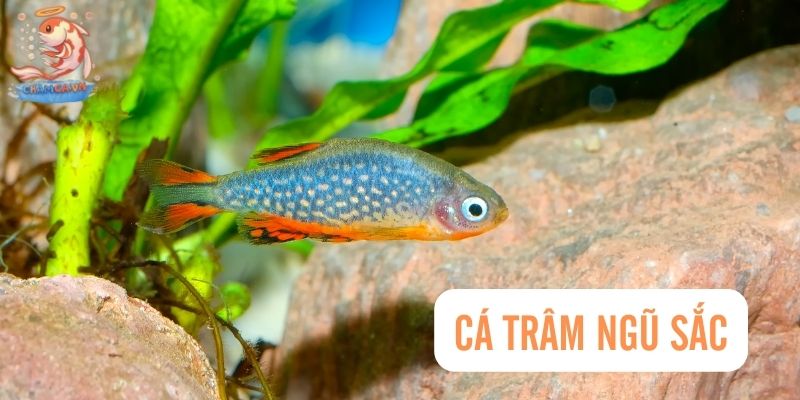 Top 30 Loài Cá Cảnh Dễ Nuôi - Gợi Ý Cho Người Mới Với Hồ Nhỏ 30 Cá trâm ngũ sắc