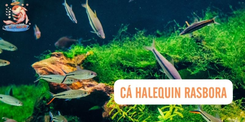 Top 30 Loài Cá Cảnh Bơi Theo Đàn Đẹp Mắt Dành Cho Mọi Loại Hồ 4 Cá Harlequin Rasbora