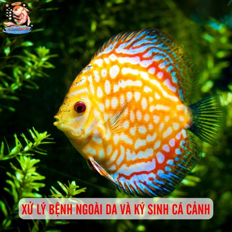 Bệnh Ngoài Da & Ký Sinh Ở Cá Cảnh: Nhận Biết & Xử Lý Triệt Để 4 Cách xử lý bệnh ngoài da và ký sinh