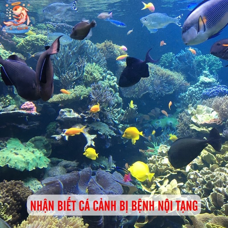 Nhận Biết & Phòng Trị Bệnh Nội Tạng, Vi Khuẩn Ở Cá Cảnh 4 Dấu hiệu nhận biết bệnh nội tạng và vi khuẩn