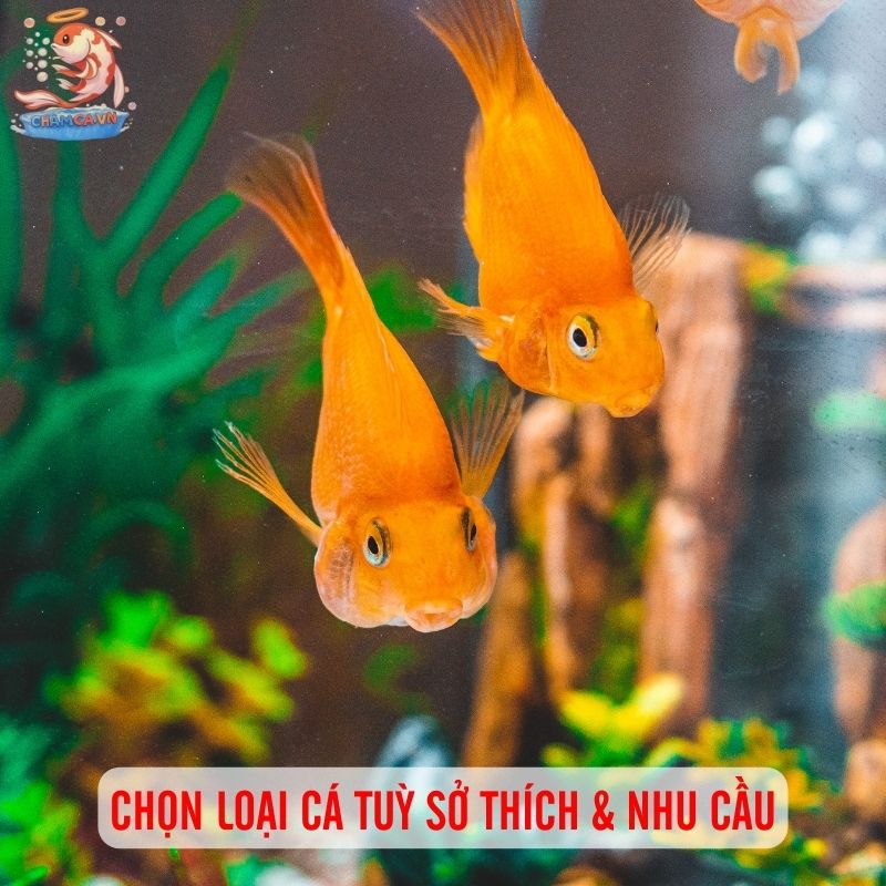 Nên Bắt Đầu Từ Cá Cảnh Nước Ngọt Hay Nước Mặn Để Một Phát Ăn Ngay? 5 Cân nhắc chọn loại cá tuỳ nhu cầu
