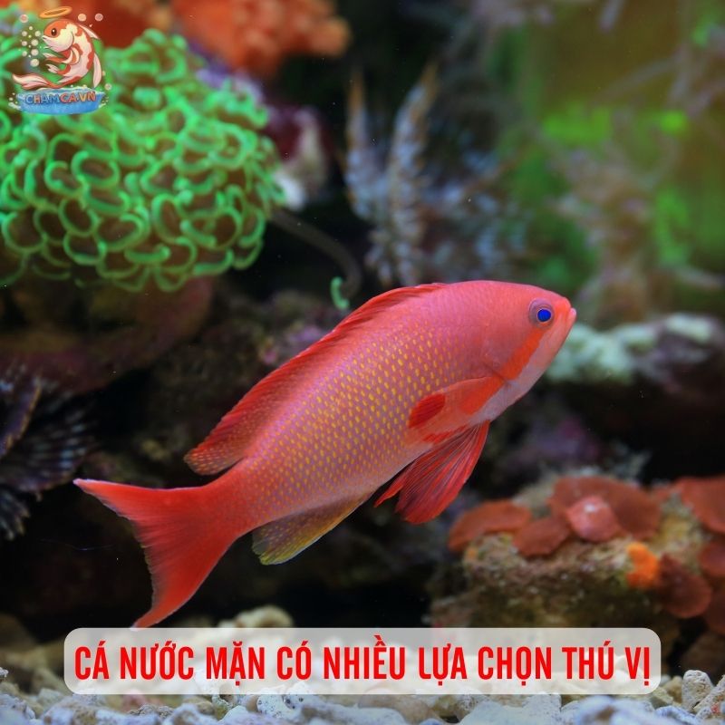 Nên Bắt Đầu Từ Cá Cảnh Nước Ngọt Hay Nước Mặn Để Một Phát Ăn Ngay? 4 Cá nước mặn có nhiều lựa chọn thú vị
