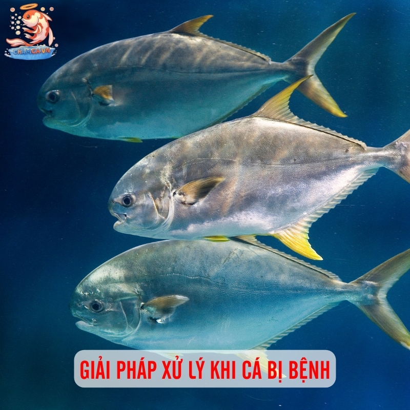 Dấu Hiệu Cá Bị Bệnh & Cách Xử Lý Hiệu Quả Cho Người Nuôi 4 Giải pháp xử lý khi cá bị bệnh