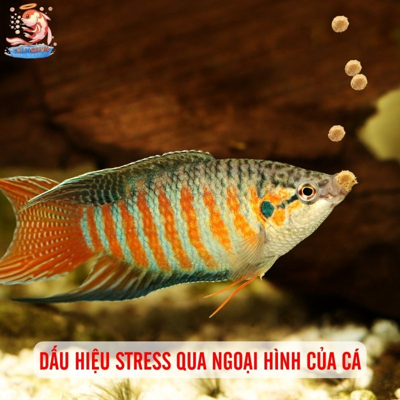 Dấu Hiệu Stress Ở Cá Cảnh - Cách Nhận Biết Và Xử Lý Kịp Thời 4 Dấu hiệu stress qua ngoại hình
